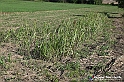 VBS_5285 - La solita strada... il grano da crescere, i campi da arare...